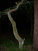 100_0781.jpg