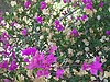 100_2943.JPG