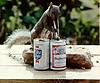 suricate_with_ber.jpg