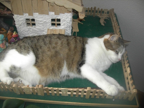 Bild; Quelle: http://bilder.stvc.de/albums/userpics/10048/normal_katze_in_Krippe_001.jpg Bild; Quelle: http://bilder.stvc.de/albums/userpics/10048/normal_katze_in_Krippe_001.jpg