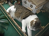 katze_in_Krippe_002.jpg