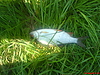 DSC00239.JPG