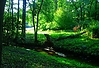 GruenerWald.jpg